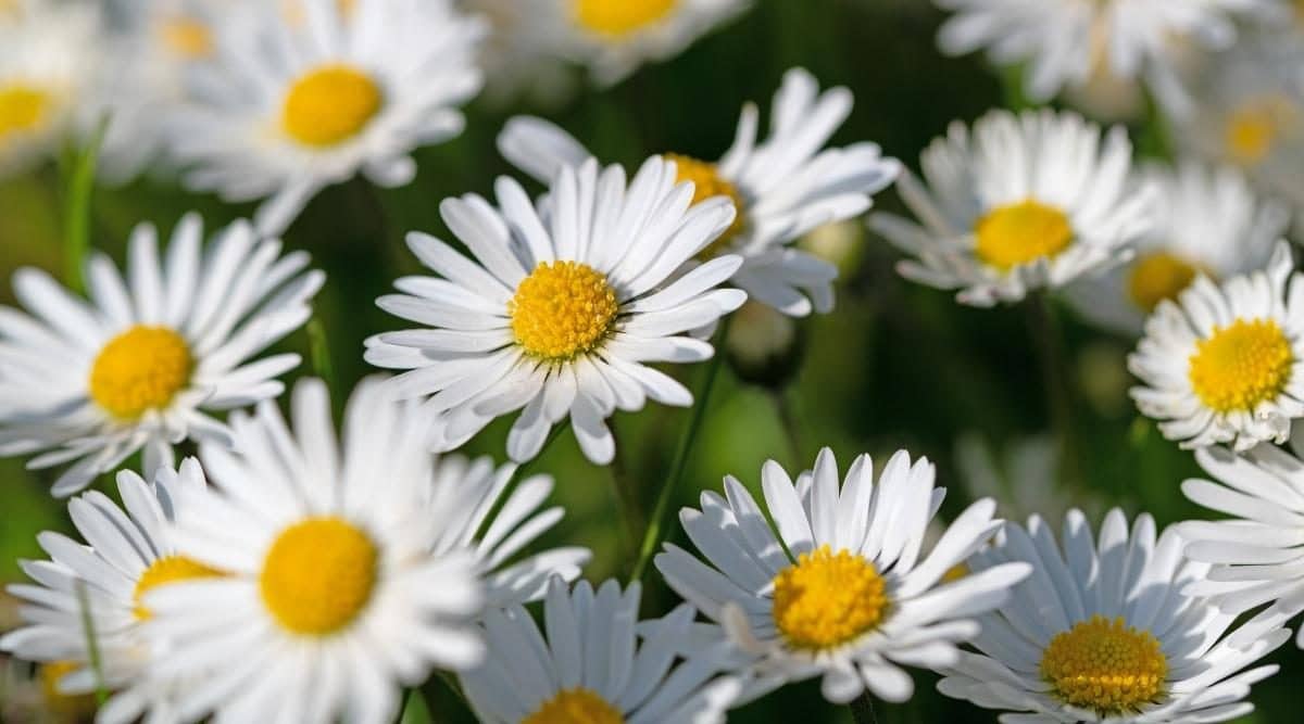 Why are daisies the best option for home decor?
